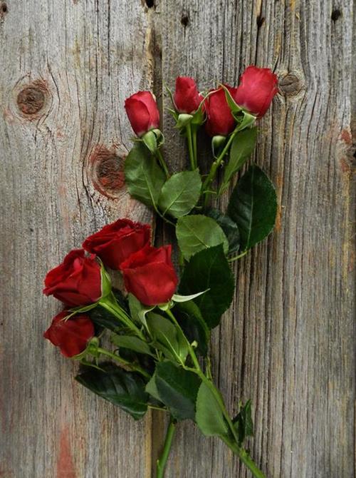  RED SPRAY ROSES